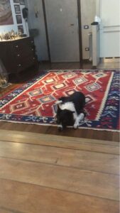 Kilim Per Sotto Tavolo 300x200 ADAMELLO TAPPETI kilim per sotto tavolo